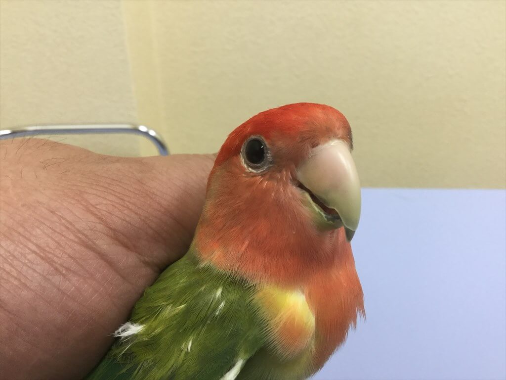鳥の患者さんの写真