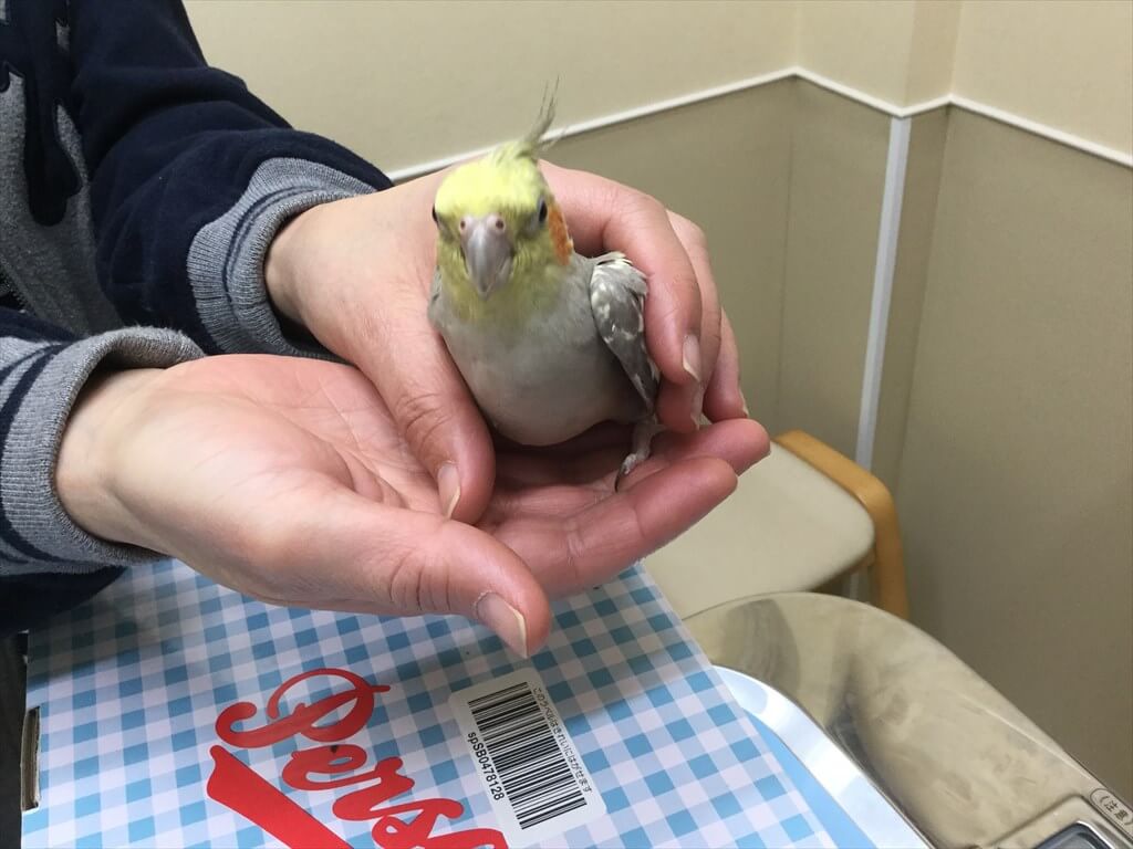 鳥の患者さんの写真