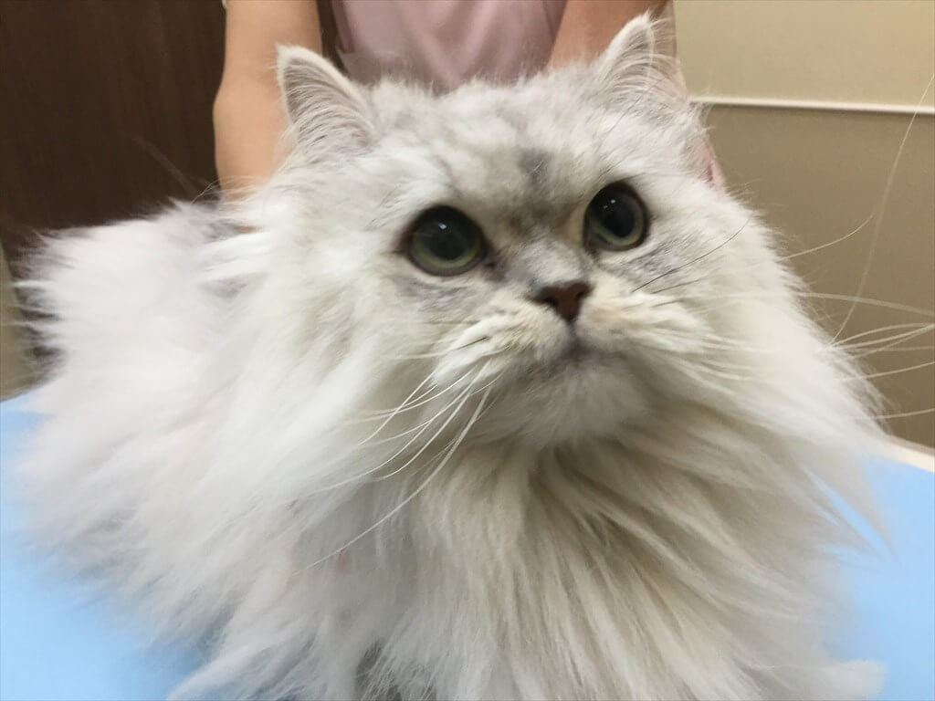 猫の患者さんの写真