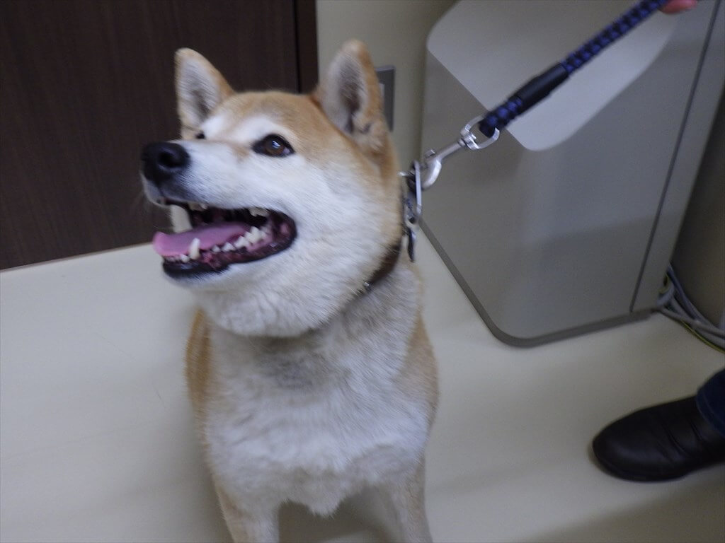 犬の患者さんの写真
